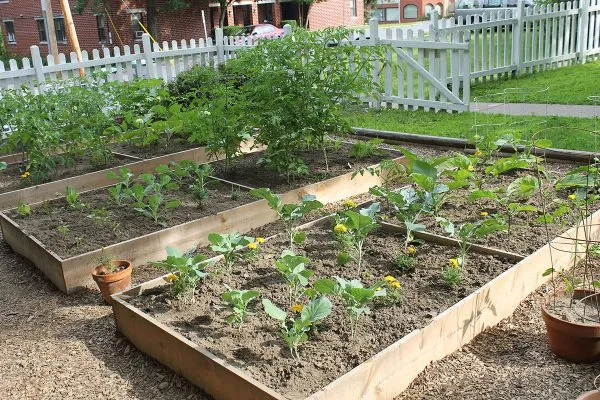 Franklin Community Center community gardens